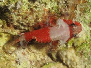 Scorpaenodes parvipinis